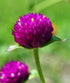 GLOBE AMARANTH / GOMPHRENA 'Tall  Mix' *Edible* seeds