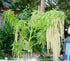 AMARANTH 'Love Lies Bleeding Green' / Foxtail amaranth / Tassel Flower seeds