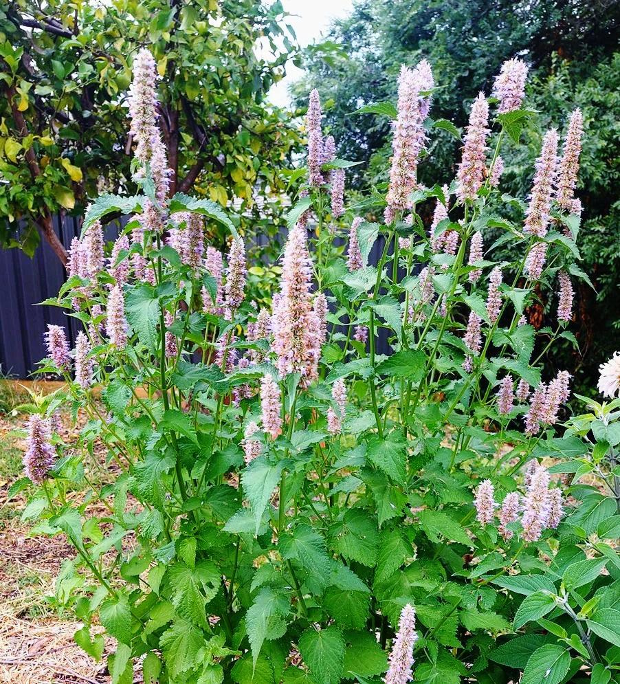 ANISE HYSSOP Agastache foeniculum seeds