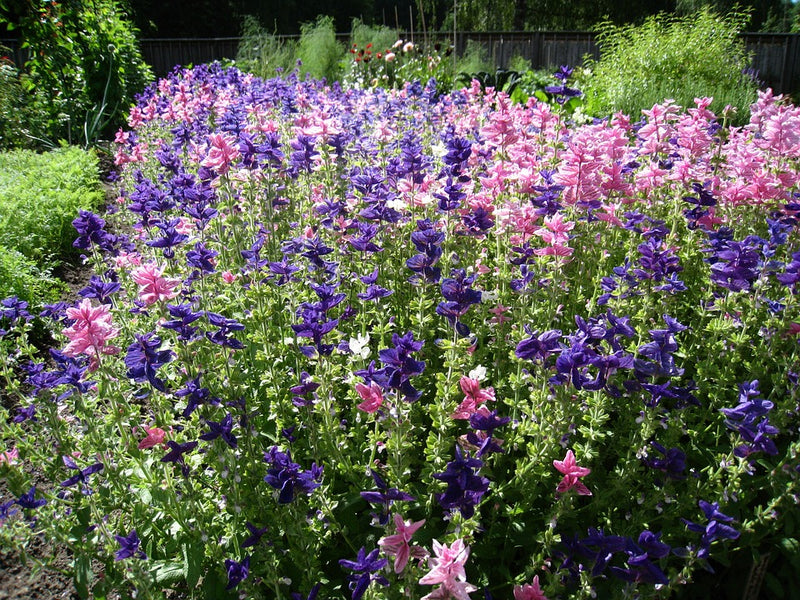 Salvia 'Tricolour Mix' seeds – Boondie Seeds