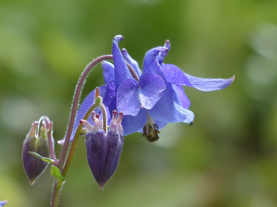 AQUILEGIA 'Double Flowered Mix' / Columbine / Grannys Bonnet seeds