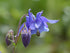 AQUILEGIA 'Double Flowered Mix' / Columbine / Grannys Bonnet seeds