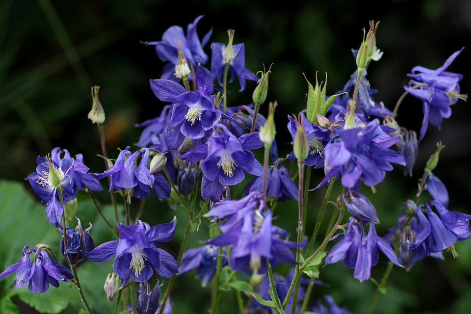 AQUILEGIA 'Double Flowered Mix' / Columbine / Grannys Bonnet seeds