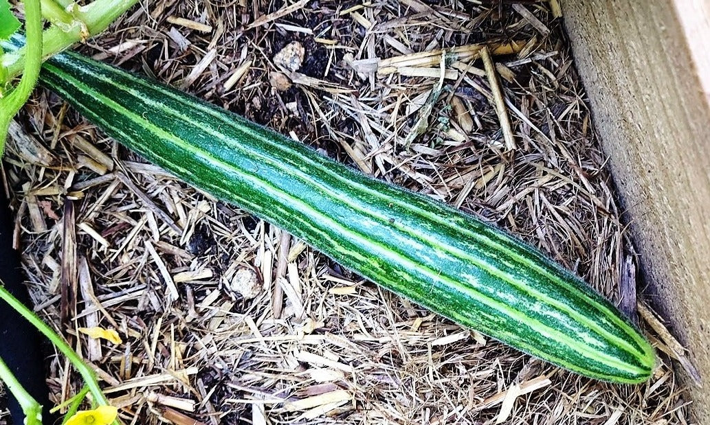 CUCUMBER 'Armenian Striped' seeds