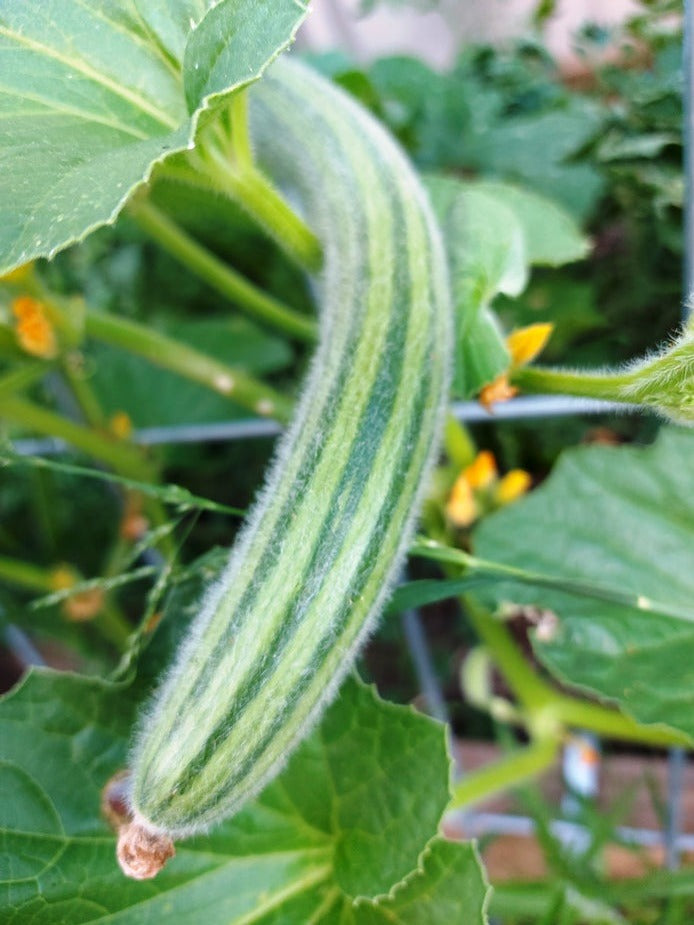 CUCUMBER 'Armenian Striped' seeds