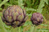 ARTICHOKE 'Purple of Romagna' seeds