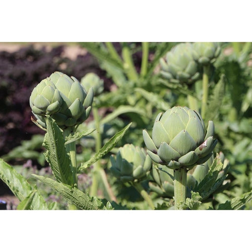 ARTICHOKE 'Green Globe' - Boondie Seeds