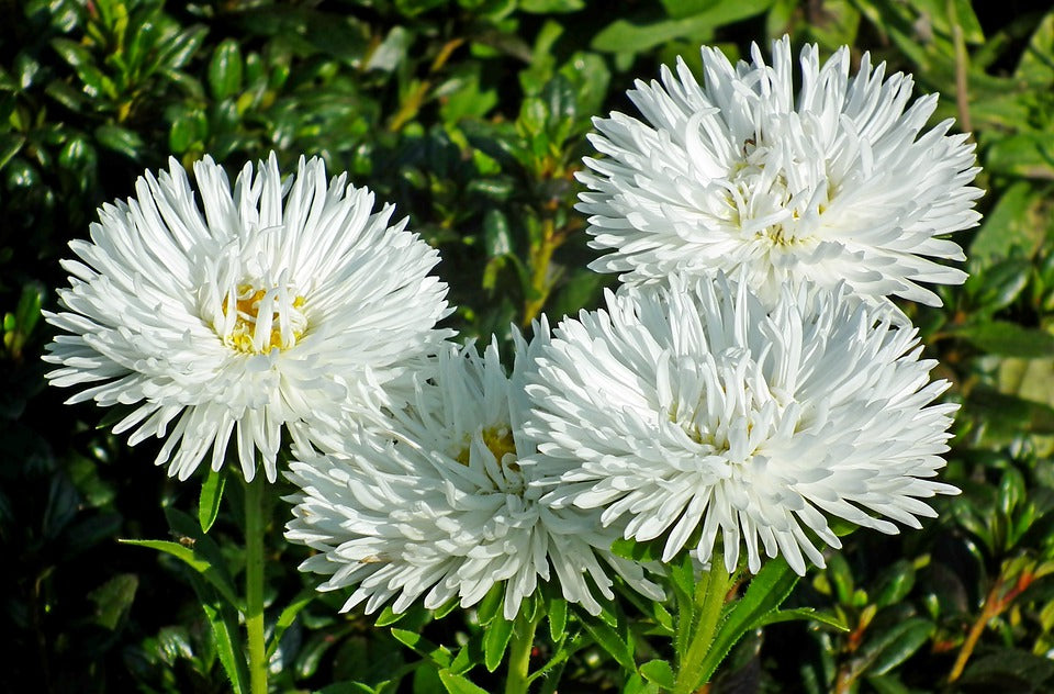 ASTER 'Dwarf White' seeds