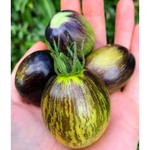 TOMATO 'Brad's Atomic Grape' seeds