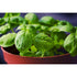 BASIL 'Sweet Genovase' - Boondie Seeds