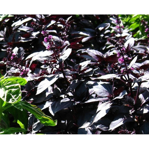 BASIL 'Dark Opal' - Boondie Seeds