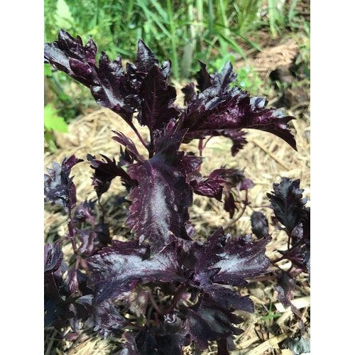 BASIL 'Purple Ruffles' - Boondie Seeds