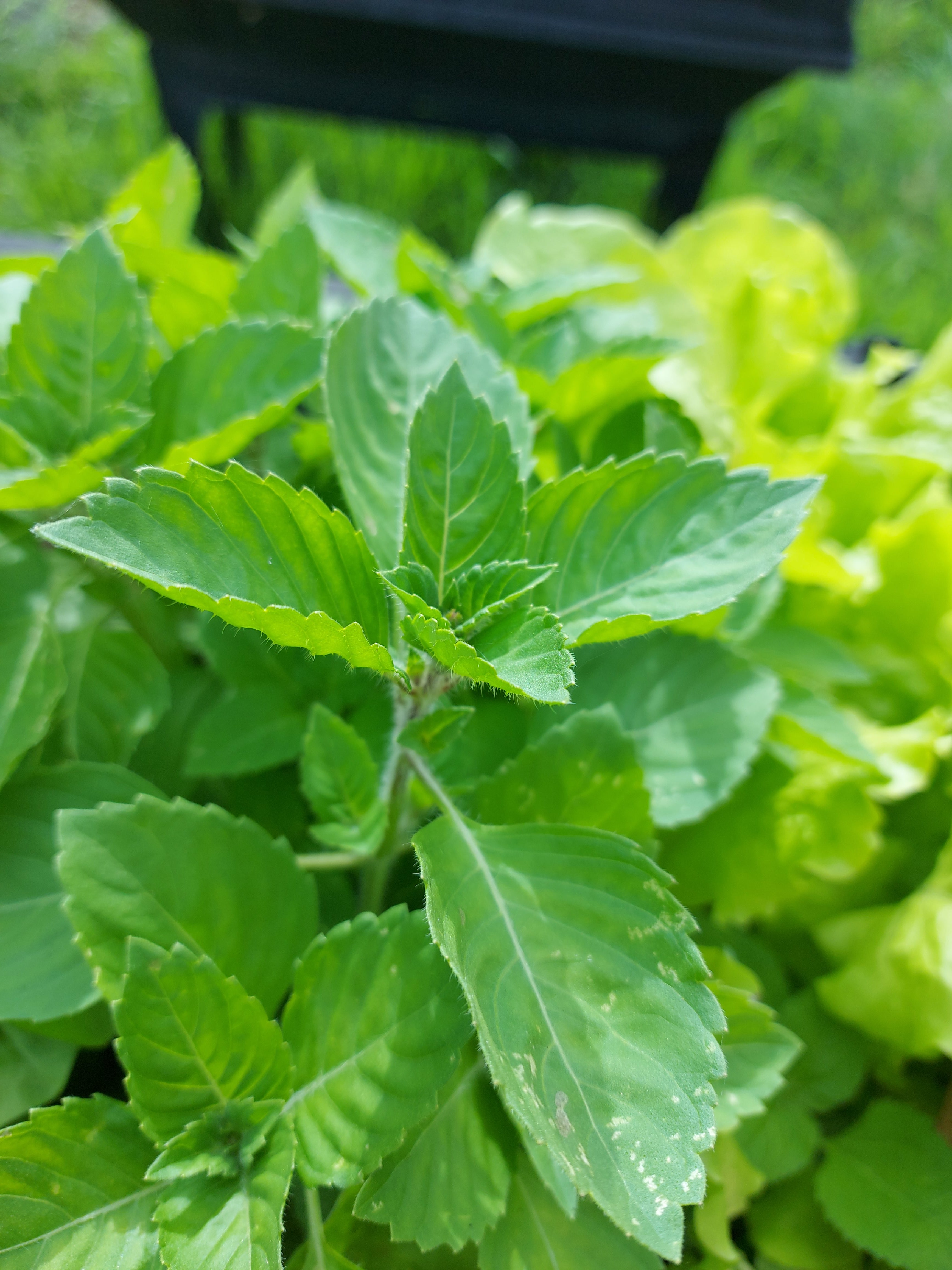 BASIL 'Holy Green' / Tulsi seeds