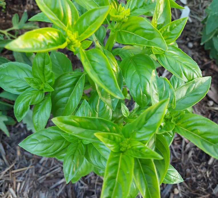 BASIL 'Lettuce Leaf' seeds