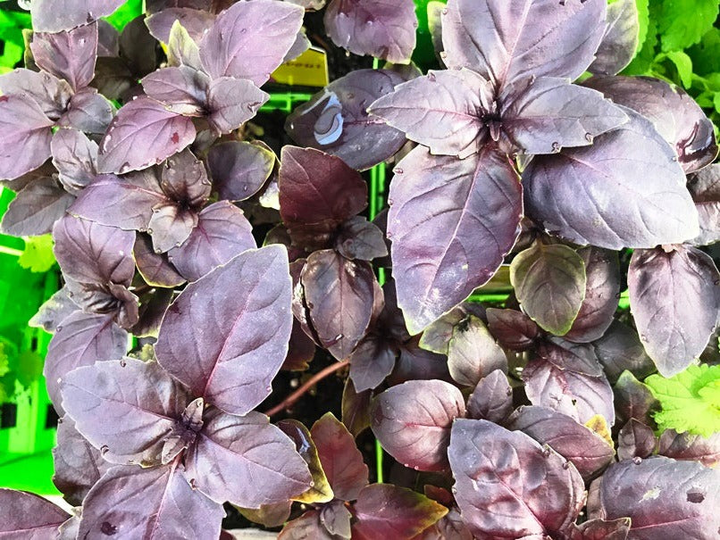 BASIL 'Red Italian' seeds