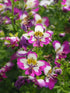 SCHIZANTHUS / POOR MANS ORCHID 'Angel Wings Mix' seeds