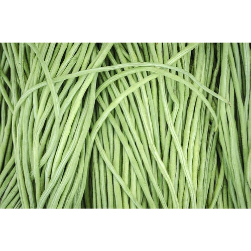 BEAN DWARF 'Snake' / Asparagus Bean / Yard Long Bean - Boondie Seeds