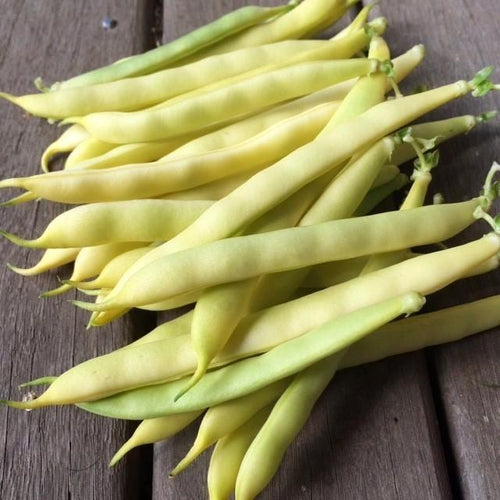 BEAN CLIMBING 'Australian Butter' *RARE* - Boondie Seeds