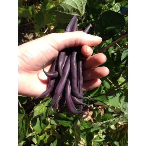 BEAN DWARF Royal Burgundy - Boondie Seeds