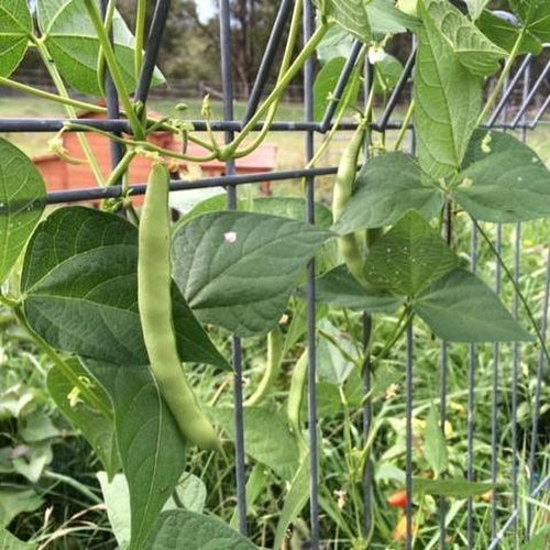 BEAN CLIMBING 'Lazy Housewife' ORGANIC - Boondie Seeds