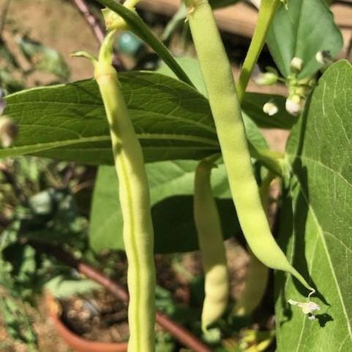 BEAN CLIMBING 'Kentucky Wonder Wax' - Boondie Seeds