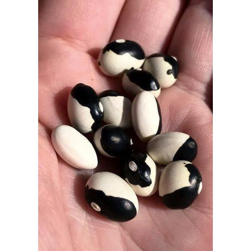 BUSH BEAN 'Ying and Yang' - Boondie Seeds