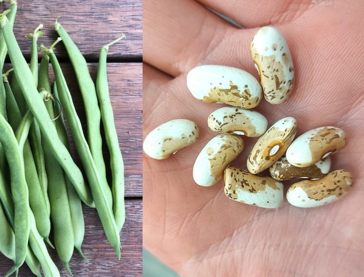 BEAN 'Willmar Pinto' seeds