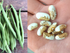 BEAN 'Willmar Pinto' seeds