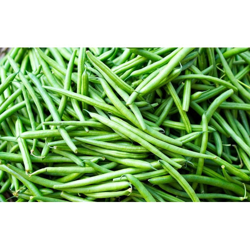 BEAN DWARF 'Jade' 25 seeds - Boondie Seeds