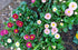 ENGLISH DAISY / Bellis perennis ' Monstrosa Mix' seeds