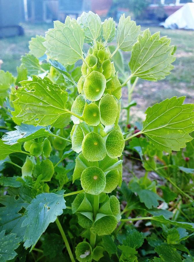 BELLS OF IRELAND / MOLUCCELLA LAEVIS seeds