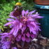 BERGAMOT 'Lemon Monarda' / Bee Balm / Lemon Mint - Boondie Seeds