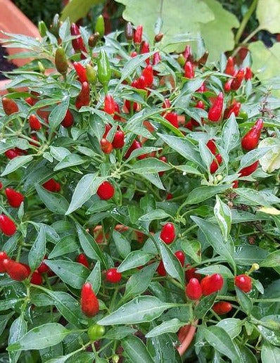 CHILLI 'Thai Birds Eye' seeds