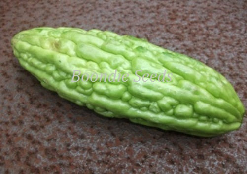 BITTER MELON / GOURD / BALSAM PEAR - Canton Green F1 seeds