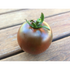 TOMATO Black Russian - Boondie Seeds