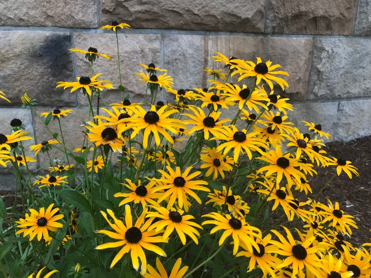 Black Eyed Susan / Rudbeckia hirta / Yellow Daisy seeds