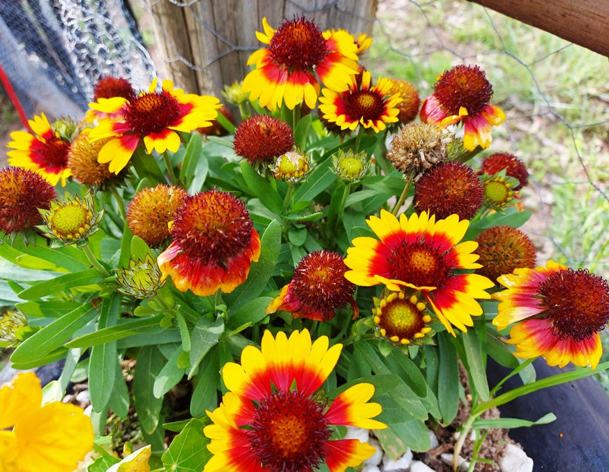 GAILLARDIA / Blanket Flower 'Dwarf Goblin' seeds