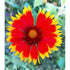 GAILLARDIA / Blanket Flower 'Single Mix' seeds