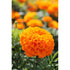 MARIGOLD 'Hawaii' / African Marigold - Boondie Seeds