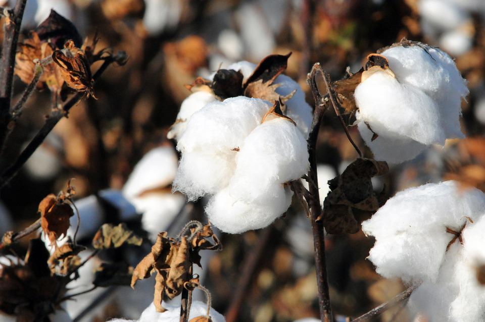 COTTON seeds