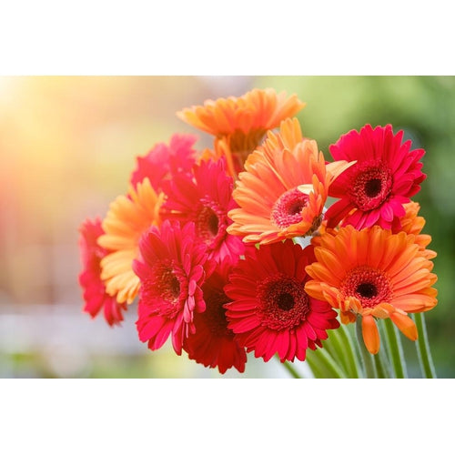 GERBERA 'Single Flowered Hybrids Mix' seeds