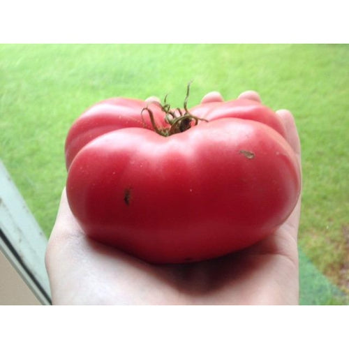 TOMATO 'Brandywine Pink' - Boondie Seeds