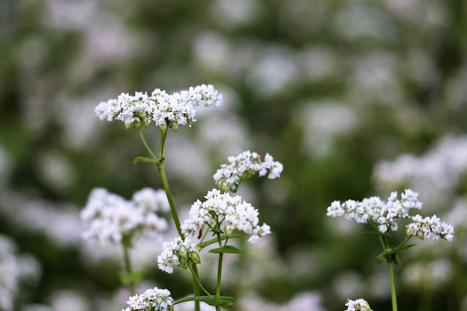 BUCKWHEAT seeds