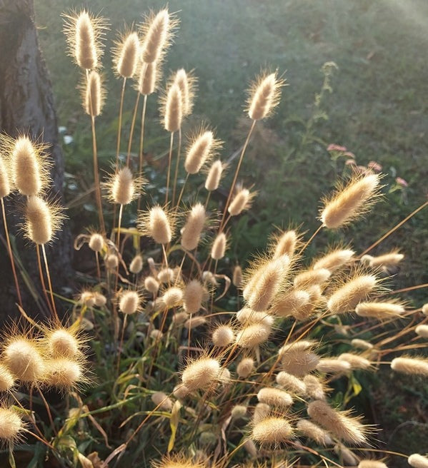 Lagurus Ovatus - Hare's Tail or Bunnys Tails  *Ornamental Grass* seeds