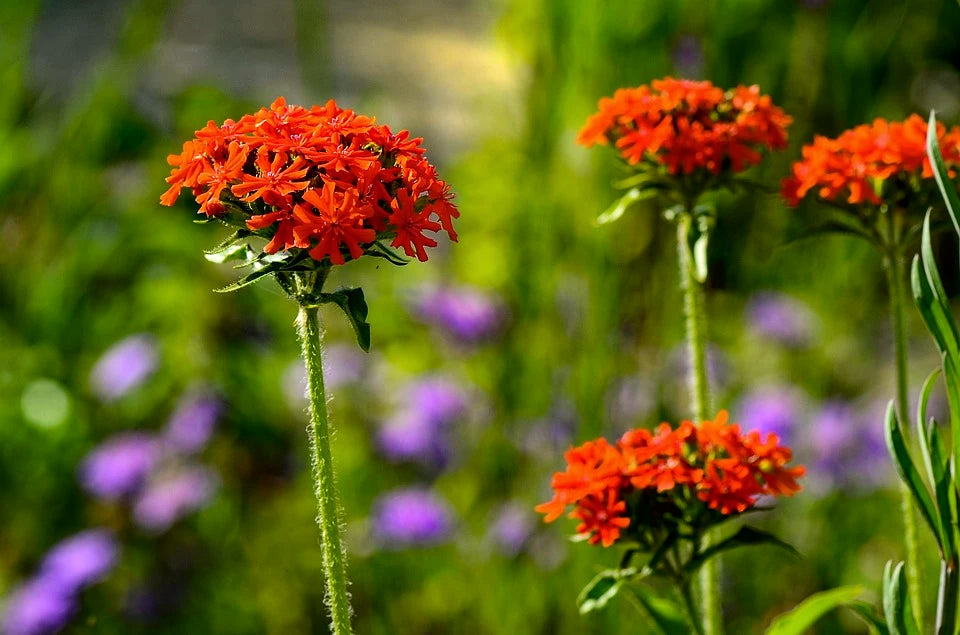 MALTESE CROSS 'Scarlet' / PERENNIAL / Lychnis chalcedonica seeds