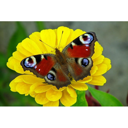 ZINNIA 'Canary Bird Yellow' - Boondie Seeds