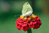 ZINNIA 'Lilliput Red' seeds