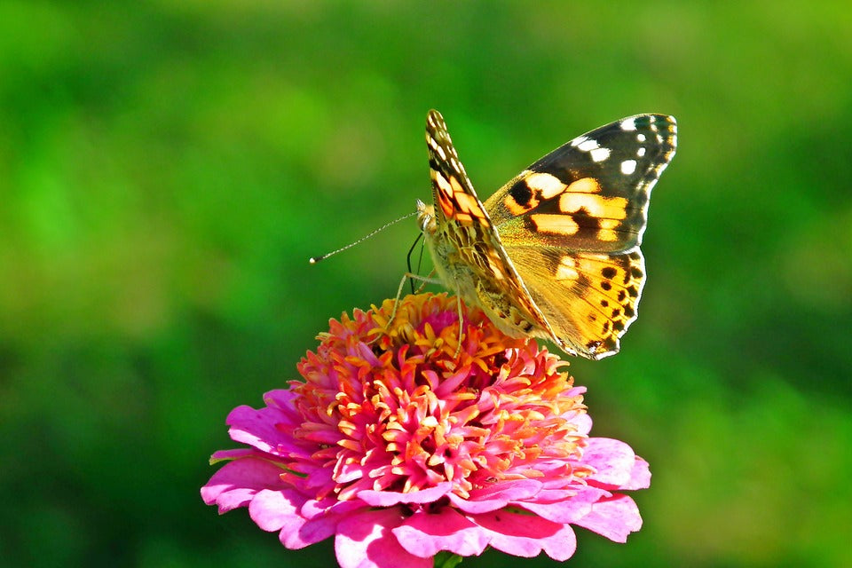 ZINNIA 'Scabiosa Flowered Mix' seeds