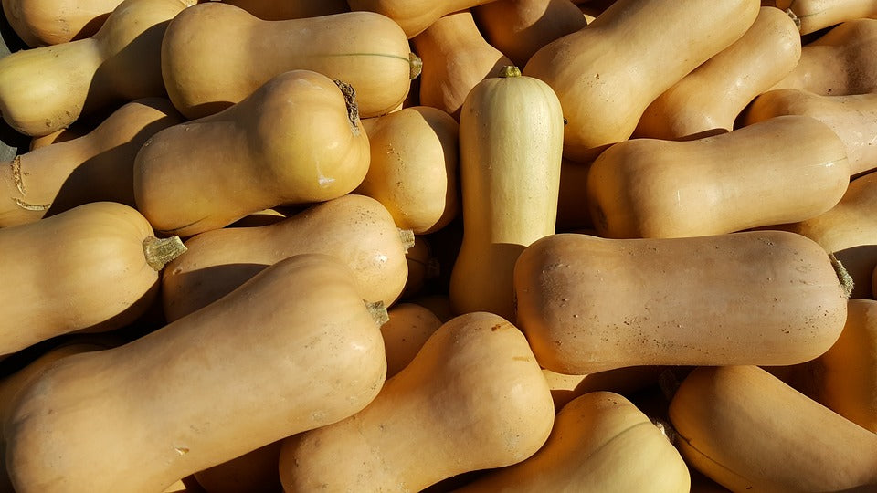 PUMPKIN 'Butternut' seeds *Treated*