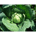 CABBAGE 'Copenhagen Market' - Boondie Seeds